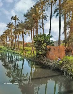 #egyptian #egypt #egyptians #thisisegypt #visitegypt  #mediterranean #coptic #Copts #kemet #مصر #copt #egyptian_Nature #nature #northafrica #middleast Egyptian Countryside, Visit Egypt, Country Side, Egyptian Cotton, North Africa, Egypt, Nature