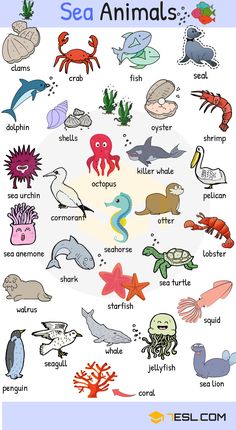 an image of sea animals in the ocean with words and pictures on it to describe them