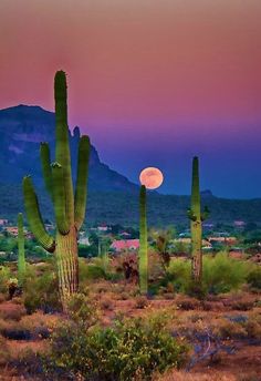 an image of a desert scene with cactus trees and mountains in the background at sunset