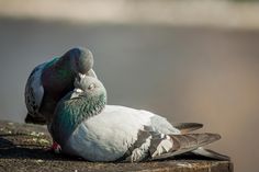 two birds sitting on the ground next to each other