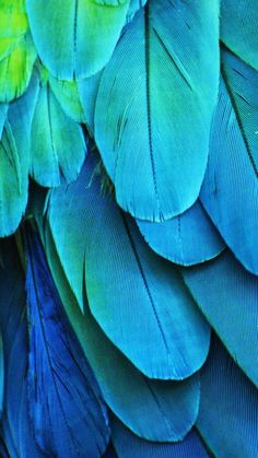 the feathers of a bird are blue and green