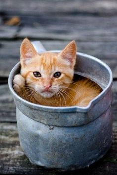 an orange cat sitting in a metal bucket