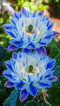 three large blue flowers with green leaves in the foreground and another plant behind them