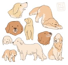 an image of dogs in different poses