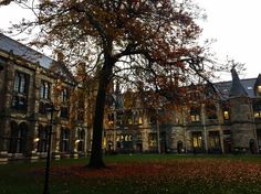 a tree in front of a building with many windows and lots of leaves on the ground