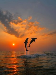 two dolphins jumping out of the water at sunset