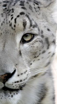 a white snow leopard with black spots on it's face looking at the camera