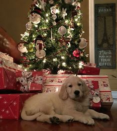 a white dog laying on the floor next to presents under a christmas tree with lights