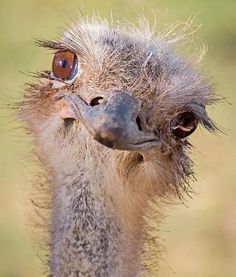 an ostrich is looking at the camera