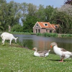 three ducks and two goats are by the water in front of a house with a red roof