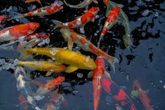 many colorful fish are swimming in the water