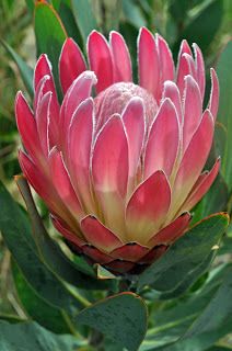 a red and white flower with green leaves