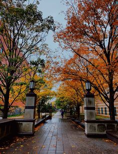 the walkway is lined with trees that have yellow and orange leaves on them, while people walk down it