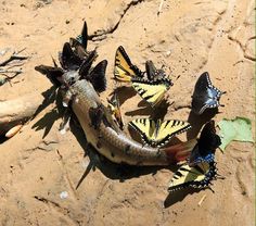 several butterflies on the ground near a dead fish