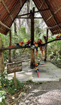 colorful parrots are sitting on the ground under a wooden structure with a sign in front of it