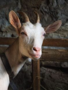 a goat with long horns standing next to a wooden fence