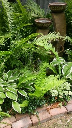 some very pretty green plants in a big garden