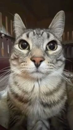 a close up of a cat looking at the camera