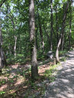 a dirt road surrounded by trees and rocks