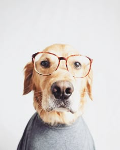 a dog with glasses on its head wearing a t - shirt and looking at the camera