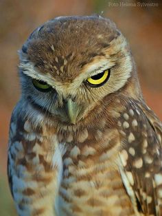 an owl with yellow eyes is looking at the camera