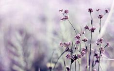 some purple flowers are in the middle of a field with blurry lavender colored background