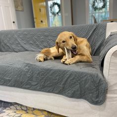 a dog laying on top of a couch in a living room