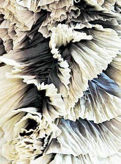 an abstract photograph of black and white ruffles