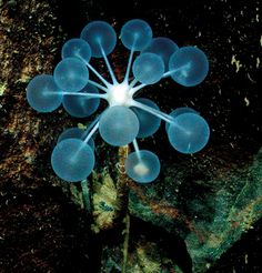 a group of blue bubbles floating on top of a green seaweed covered ocean floor