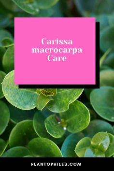 Carissa macrocarpa care Carissa Macrocarpa, Natal Plum, Eyelash Perm, Root Growth, Family Medicine, Skin Secrets, Medical Spa, Chemical Peel, Mother Plant