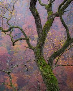 an old tree with moss growing on it in front of a colorful forest background,