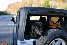 a black dog sitting in the back of a jeep