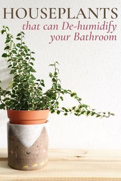 a potted plant sitting on top of a wooden table