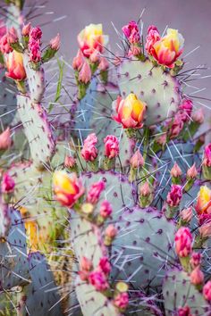 a cactus with yellow and pink flowers in the middle of it's blooming spiky leaves