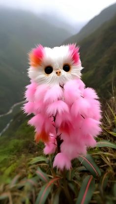 a white and pink owl with big eyes sitting on top of a grass covered hill