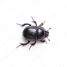 a black beetle on a white background stock photo