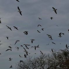 a flock of seagulls flying in the sky with trees and clouds behind them