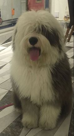 a shaggy dog sitting on the floor with its tongue out