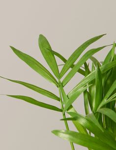 a plant with green leaves in front of a white wall