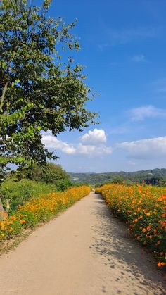 an empty dirt road surrounded by flowers and trees on a sunny day with blue skies