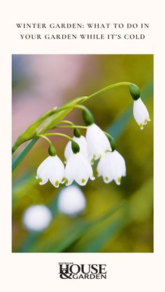 white flowers with green leaves in the foreground and text that reads winter garden what to do in your garden while it's cold