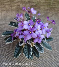 purple flowers with green leaves on a tan background in the center is a plant that looks like it's blooming