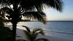 a palm tree is on the beach next to the ocean