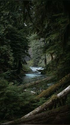 a river running through a forest filled with lots of green trees and tall pine trees