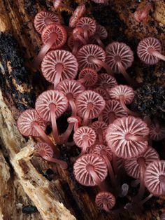 small pink flowers growing out of the bark of a tree trunk, with dirt around them