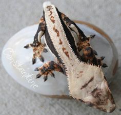 a gecko sitting on top of a glass bottle