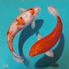 two orange and white kohaki fish swimming in blue water with shadows on the surface