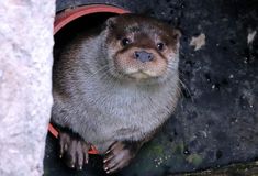 an animal that is looking out from inside a hole in the ground with it's mouth open