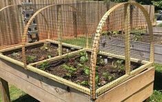 an old wooden garden bed with plants growing in it