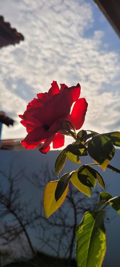 a red rose is blooming in front of the sky